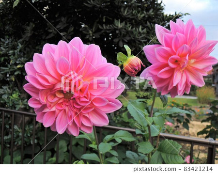 Dahlia double-flowered pink Tenjiku button (Tenjiku peony) Dahlia double-flowered pink Tenjiku button (Tenjiku peony) 83421214