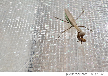 Mantis in the sash window on a sunny autumn day 83421320