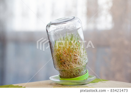 Young sprouted wheat in a glass jar on a dark at home with ears of wheat. Organic grains good for salads, healthy food. Close-up Young sprouted wheat in a glass jar on a dark at home with ears of wheat. Organic grains good for salads, healthy food. Close-up 83421473