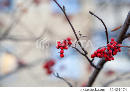 Berries of mountain ash branches are red on a blurry autumn background. Autumn harvest still life scene. Soft focus backdrop photography. Copy space. Berries of mountain ash branches are red on a blurry autumn background. Autumn harvest still life scene. Soft focus backdrop photography. Copy space. 83421474