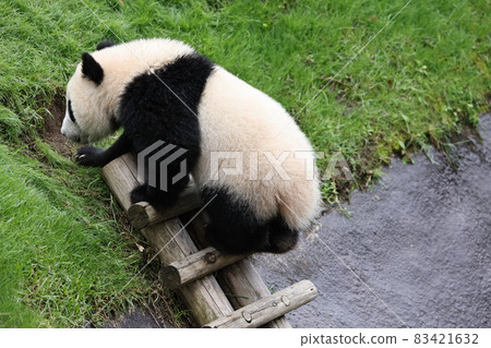 Panda Panda 83421632