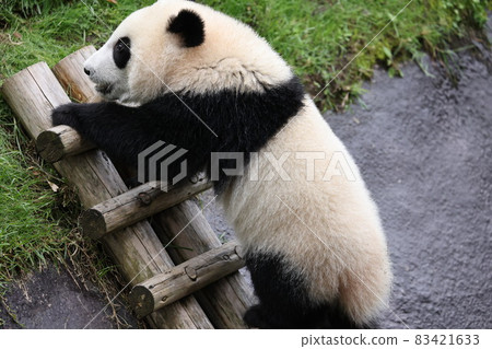 Panda Panda 83421633