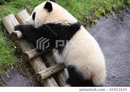 Panda Panda 83421634