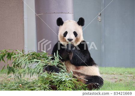 Panda 83421669
