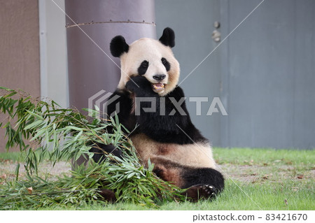 Panda 83421670