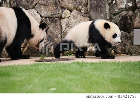 Panda parent and child 83421755