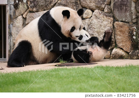Panda parent and child 83421756