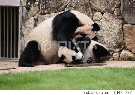 Panda parent and child 83421757
