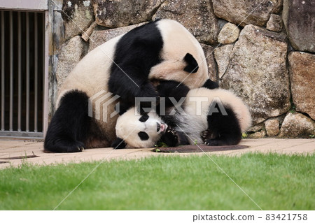 Panda parent and child 83421758