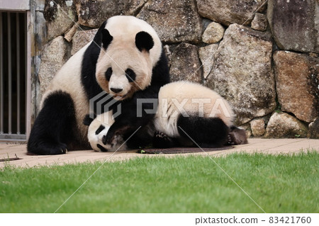 Panda parent and child 83421760