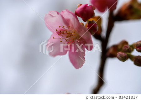 Kawazu cherry tree Kawazu cherry tree 83421817