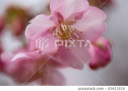 Kawazu cherry tree Kawazu cherry tree 83421818
