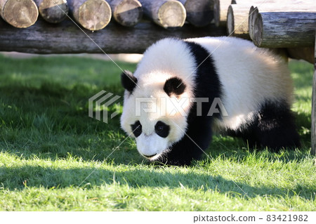 Panda 83421982