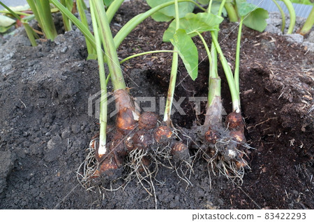 挖出狀態的芋頭 挖出狀態的芋頭 83422293