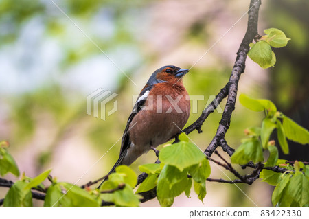 Common chaffinch, Fringilla coelebs, sits on a branch in spring on green background. Common chaffinch in wildlife. Common chaffinch, Fringilla coelebs, sits on a branch in spring on green background. Common chaffinch in wildlife. 83422330
