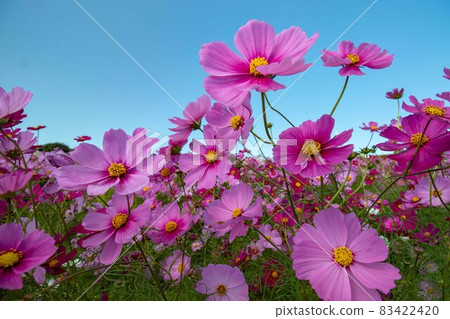 藍天和波斯菊領域 藍天和波斯菊領域 83422420