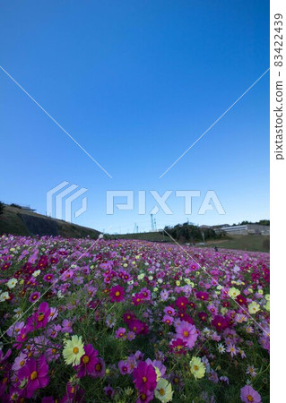 藍天和波斯菊領域 藍天和波斯菊領域 83422439