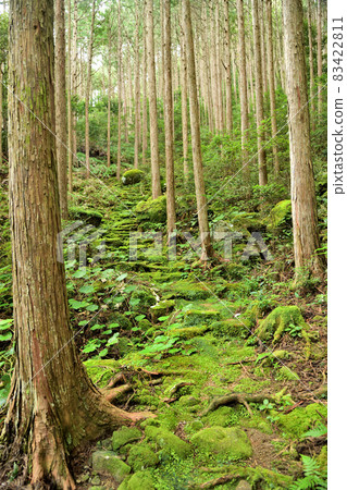 Miki Pass Road [Owase City, Mie Prefecture] 83422811