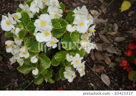 Spring flower bed 83423317