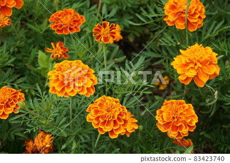 萬壽菊 萬壽菊 83423740