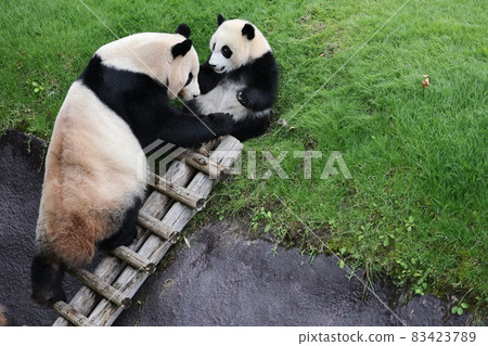 Panda parent and child 83423789