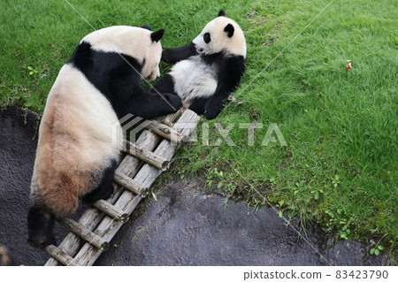 Panda parent and child Panda parent and child 83423790