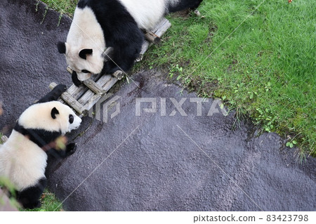 Panda parent and child 83423798