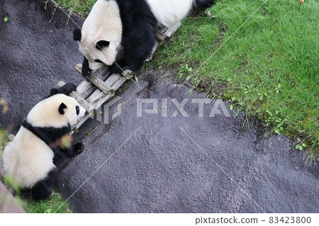 Panda parent and child 83423800