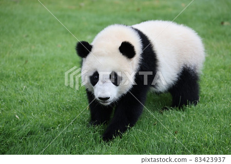 Panda Panda 83423937