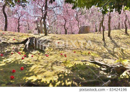 Jonangu Shrine, plum grove, camellia fallen flowers, and moss carpet 83424196