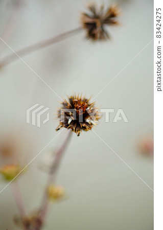 Devil's Beetle (Devil's Beetle) on the Shinano River and Yasuragi Embankment 83424275