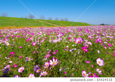 Fukiage Cosmos Field [Konosu City, Saitama Prefecture] 83424518