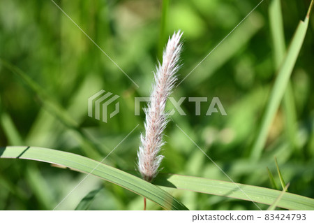 Ears of Imperata cylindrica Ears of Imperata cylindrica 83424793