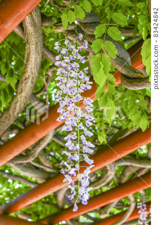  紫藤花 83424842