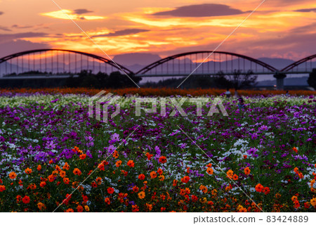 Fukiage Cosmos Field [Konosu City, Saitama Prefecture] 83424889
