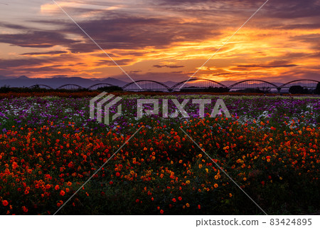 Fukiage Cosmos Field [Konosu City, Saitama Prefecture] 83424895
