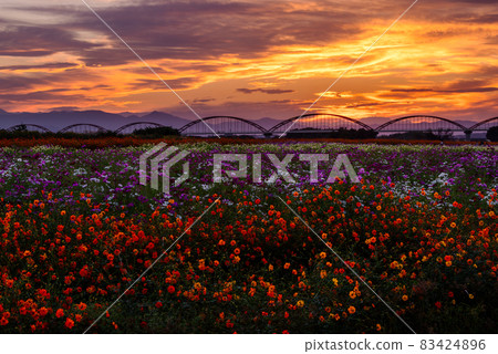 Fukiage Cosmos Field [Konosu City, Saitama Prefecture] 83424896