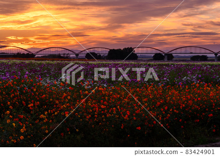 Fukiage Cosmos Field [Konosu City, Saitama Prefecture] 83424901