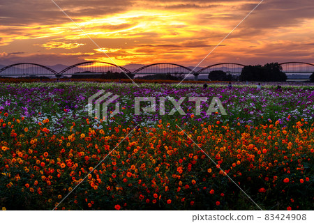 Fukiage Cosmos Field [Konosu City, Saitama Prefecture] 83424908