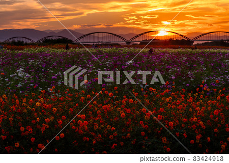 Fukiage Cosmos Field [Konosu City, Saitama Prefecture] 83424918