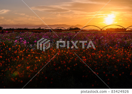 Fukiage Cosmos Field [Konosu City, Saitama Prefecture] 83424926
