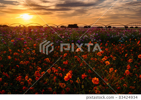 Fukiage Cosmos Field [Konosu City, Saitama Prefecture] 83424934