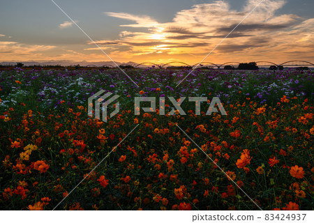 Fukiage Cosmos Field [Konosu City, Saitama Prefecture] 83424937