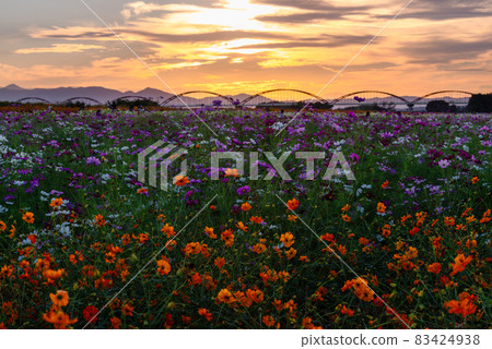 Fukiage Cosmos Field [Konosu City, Saitama Prefecture] 83424938