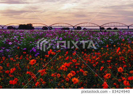 Fukiage Cosmos Field [Konosu City, Saitama Prefecture] 83424940