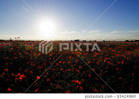 Fukiage Cosmos Field [Konosu City, Saitama Prefecture] 83424960