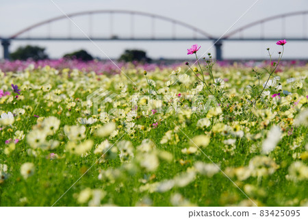 Fukiage Cosmos Field [Konosu City, Saitama Prefecture] 83425095