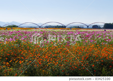 Fukiage Cosmos Field [Konosu City, Saitama Prefecture] 83425100