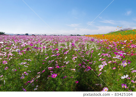 Fukiage Cosmos Field [Konosu City, Saitama Prefecture] 83425104