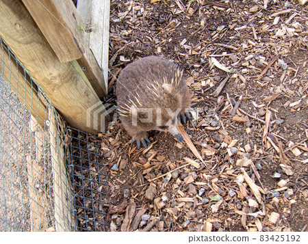 Short-beaked echidna (Echidna) Short-beaked echidna (Echidna) 83425192